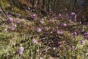 36 Fiori di stecco (Daphne cneorum)